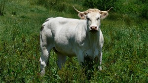 Potvrdili antrax! Nakazený je ďalší býk