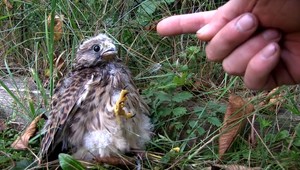 Čo robiť, keď nájdete zviera v núdzi? So správnym číslom je pomoc rýchlo na ceste