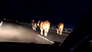 Na diaľnici D1 sa potulovali kravy. Takmer spôsobili hromadnú kolíziu