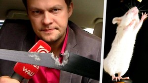 Máte v aute myš alebo iného votrelca? Takto sa ich zbavíte