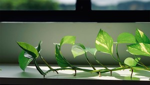 Vytvorili geneticky modifikovanú izbovú rastlinu na filtrovanie nebezpečných látok