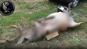 Enviropolicajti prichytili pytliakov priamo pri čine. Našli mäso, zbrane aj tisíce eur
