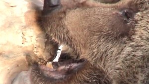 Medvedica zaútočila na poľovníka, preto ju zastrelili. O pár metrov našli zamrznuté mláďatá