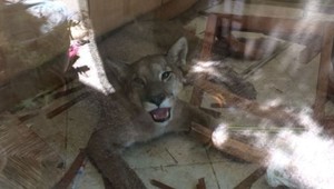 Rodinu vystrašila puma v kuchyni