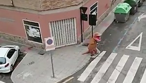 Chcel sa vyhnúť zákazu vychádzania: Obliekol si kostým T-Rexa