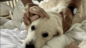 Pacientov v nemocnici vo Zvolene pomáha liečiť dvojica zlatých retrieverov