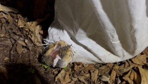 Na skládke našli mŕtveho psíka vo vreci. Zviera sa snažilo ešte zaživa vyhrýzť von