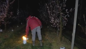 Teplá zima v kombinácii s arktickým mrazom dáva ovocinárom zo Slovenska poriadne zabrať