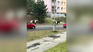 VIDEO: Kuriózny zásah banskobystrických policajtov. Medzi panelákmi chytali poníka a koňa