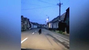 Už niekoľko dní nocuje vo svojom aute. Číha na medvede, aby zachránil svoje včely