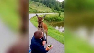 VIDEO: Turistu v Tatrách prefackal jeleň