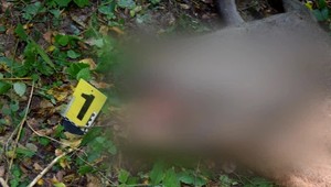 Tri prípady pytliactva. Vo všetkých nechali telo v lese, brali len trofej