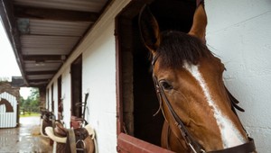 Pri Trnave spadla žena z koňa, zomrela