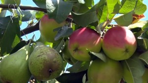 Jabĺčka zadarmo. V Ivanke pri Dunaji zavesila žena ovocie na plot