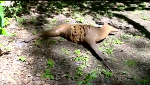 Útok medvedice si vyžiadal plastové obete. Medzi nimi je daniel, muflón, či jazvec zo strelnice