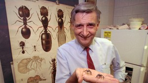 Zomrel harvardský biológ Edward O. Wilson: Bol nazývaný Darwinom modernej doby