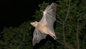 Biológovia pomocou umelej inteligencie preložili reč zvierat