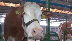 Miss krava. O titul krásy si zasúťažili aj najkrajšie kravy zo slovenských maštalí