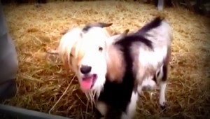 VIDEO. Pridlho žila medzi sliepkami? Táto koza nemééka...