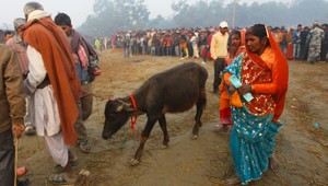 Hinduisti začali s rituálnym zabíjaním tisícov zvierat