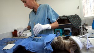 Čipovanie zvierat je drahé, ľudia si vymýšľajú výhovorky