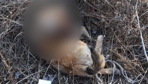 Tínedžer sekerou umlátil dva psíky na smrť