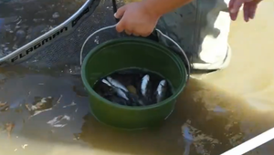 Lednický potok vysychá: Ryby a raky musia zachrániť skôr, než sa udusia