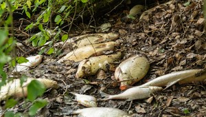 Nepríjemný zápach a tony mŕtvych rýb. Malý Dunaj ostal pokrytý mŕtvymi rybami