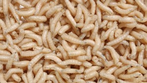 Pozrite sa, ako desať tisíc lariev zožerie veľkú pizzu: Stačili im len dve hodiny