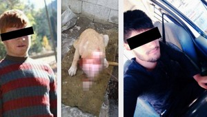 Sociálne siete zaplavili hrôzostrašné fotografie: Chlapci odrezali uši psíkovi