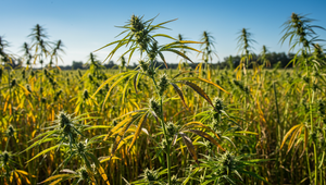 Farmafirma tvrdí, že vyrobila prvý nenávykový marihuanový liek proti bolesti