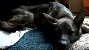 Psík, ktorého zrejme otrávili,  boj o život prehral