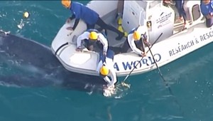 Mláďa sa zamotalo do siete. Na záchranu dohliadali ďalšie vydesené veľryby