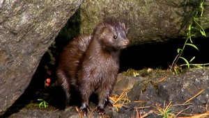 Z Dánska prišla zásielka so 134 norkami, vykázané boli ako šelmy