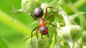 Netradičná demonštrácia. Za záchranu Amazonky protestovali mravce