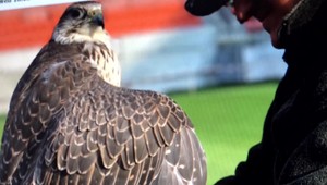 Na vzácneho sokola zaútočili strážne psy. Napriek vysokej škode ide podľa polície iba o priestupok