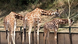 Zmeny v bratislavskej ZOO