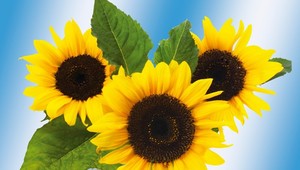 Vitamín E chráni pred voľnými radikálmi: 10 vecí, ktoré o ňom potrebujete vedieť