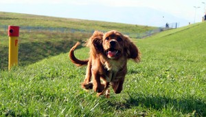 Pes na túru nepatrí. V Tatrách vás nemusia pustiť na turistický chodník