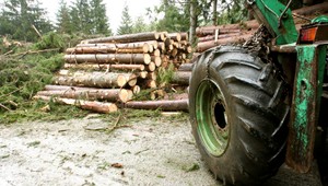 Krádež dreva priamo z lesov, zlodeji zanechávajú stopy