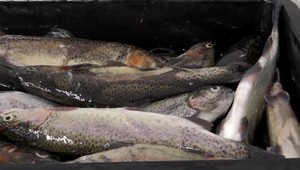 Počas Vianoc je vyšší dopyt po rybách. Študenti sa rozhodli pomôcť pri výlove