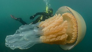 Na britskom pobreží objavili gigantickú medúzu
