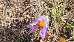 Ohrozené rastliny v rezervácii: Na diviaky ale pokuty neplatia