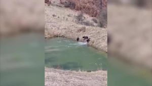 Šok v domove dôchodcov: Pod oknami sa prechádzal medveď, neďaleko útočil