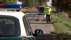 Zrazili ste zviera na ceste? Takto postupujte