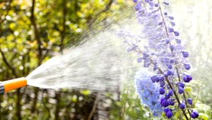 Polievať záhradu v lete je umenie. Takto to nepokazíte