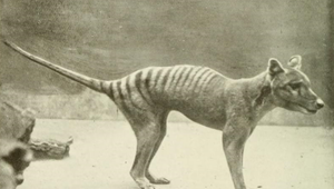 Je späť! Vedci po 80 rokoch hľadajú tasmánskeho tigra