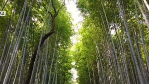 Check-in: Pohľady spoza kvetov sakury