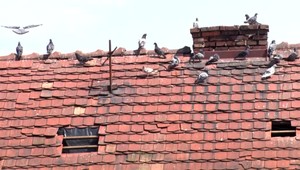 Bytovku v Prešove zaplavili silné dažde. Predtým ju chránil holubí trus