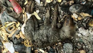 Krutý čin pri Trebišove: Muž ubil dvojmesačné šteňa kladivom